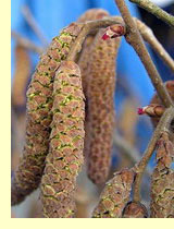 Лещина, или орешник (Corylus Avellana L.) Лещина, или орешник (Corylus Avellana L.)